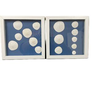 Real Sand Dollar Pictures Set of 2